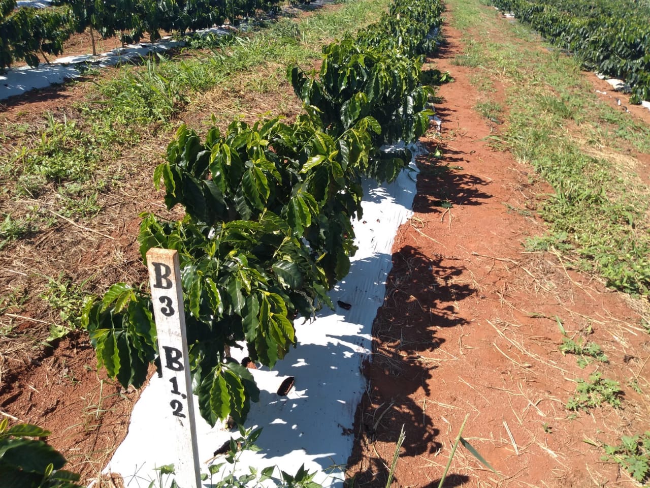 Projeto testa adaptabilidade de cultivares de café Conilon em Minas -  Muzambinho.com