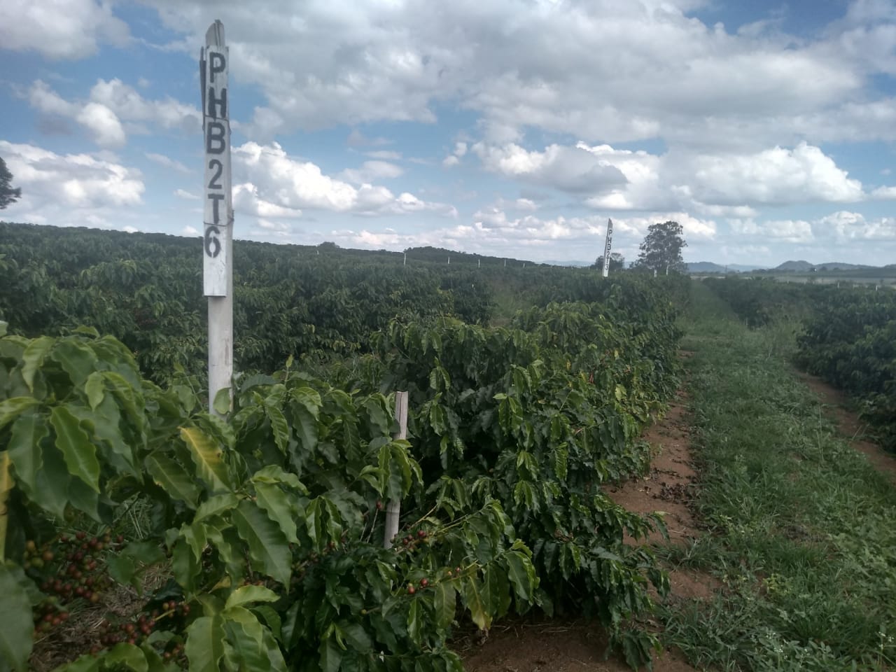 Projeto testa adaptabilidade de cultivares de café Conilon em Minas -  Muzambinho.com