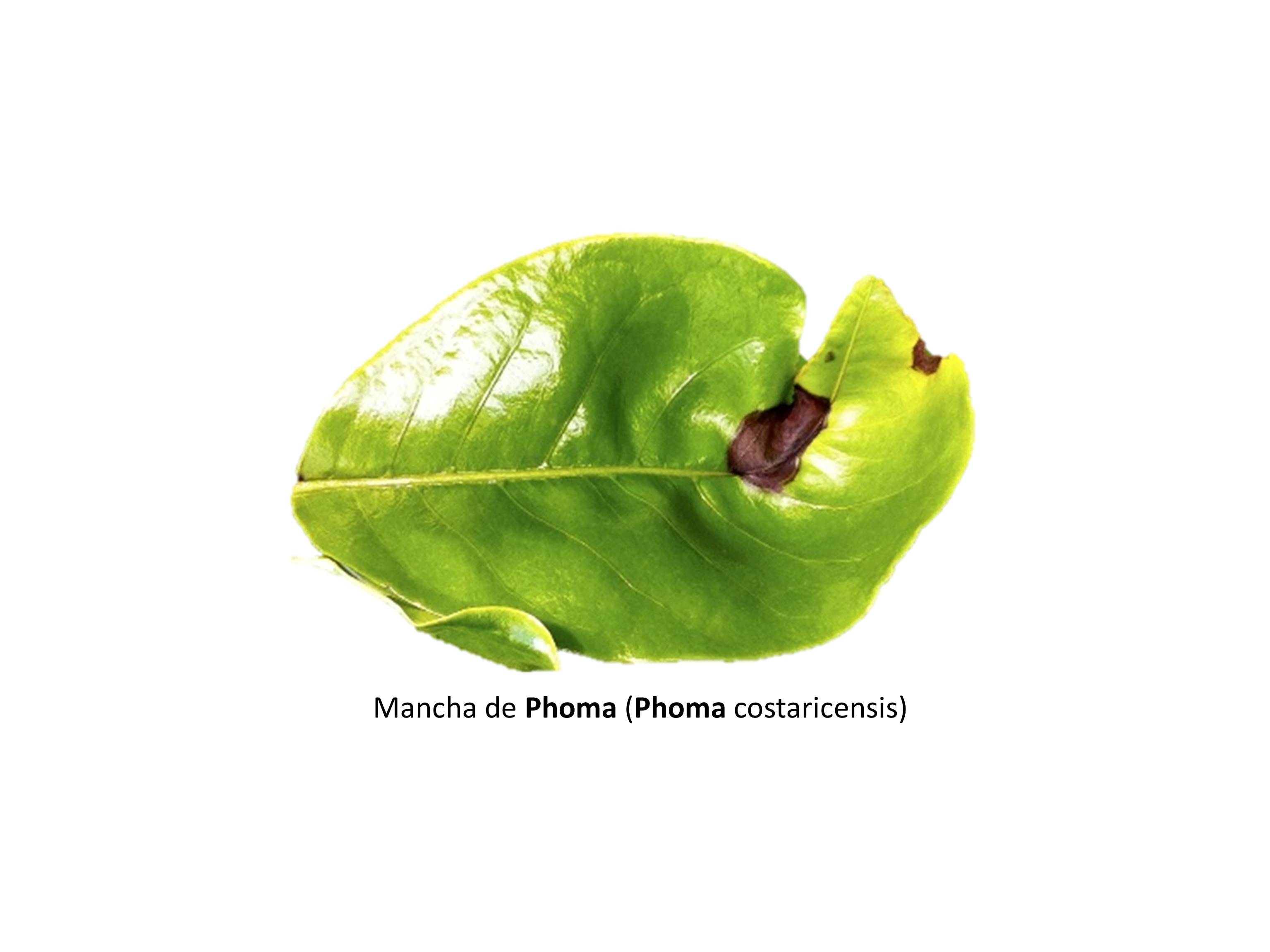 mancha phoma